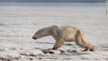 A polar bear was found wandering in the Russian village of Tilichiki on April 16, 700km from his home.