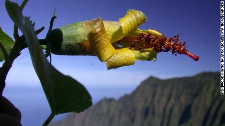 Thought to be extinct, the Hibiscadelphus woodii was rediscovered on a cliff face by a drone. 