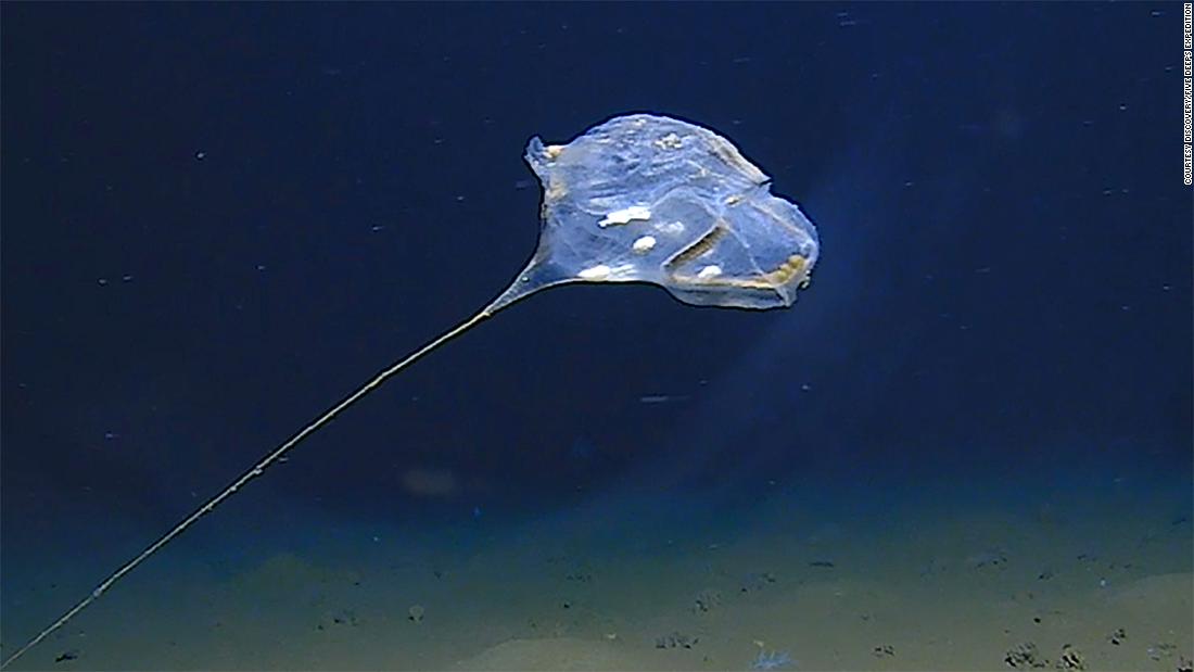 New jellyfish type in the Indian Ocean may have been discovered CNN