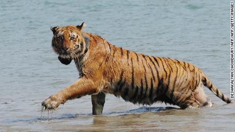 A tiger wearing a radio collar wades through a river after being released by wildlife workers in the Indian Sundarbans.