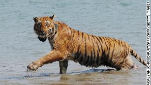 Bengal tigers could vanish from the Sundarbans, one of their final  strongholds