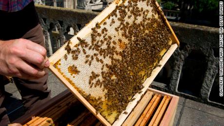 The bees living on Notre Dame&#39;s roof survived the fire