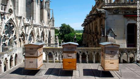 The beekeeper Nicolas Geant settled three hives on the roof of the sacristy of Notre Dame.