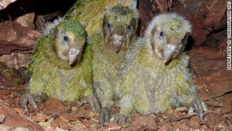 There were only 147 of the world&#39;s fattest parrots alive -- and then came the baby boom