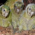 kakapo chicks 