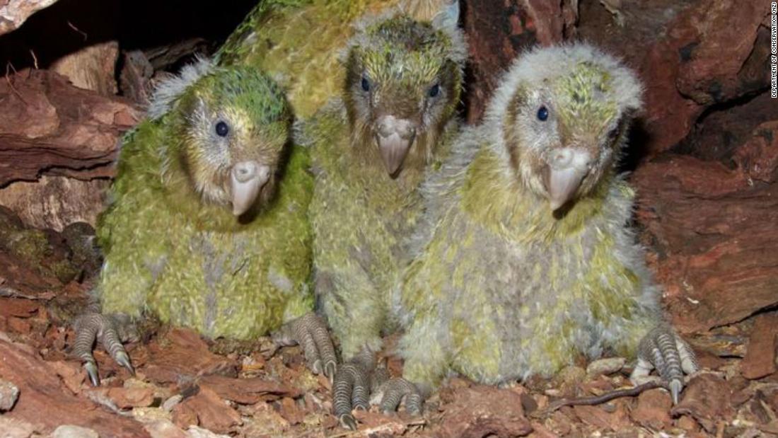 By 1995, there were only about 50 birds left, but captive breeding has helped raise numbers to around 210, confined to four small islands off the New Zealand coast.&lt;br /&gt;The long-term goal is to reintroduce the kakapo to the mainland, but that can only happen if predators no longer roam there. Predator Free 2050 is an ambitious project to eradicate predators across the country. If it is successful, kakapo and other native birds, 80 percent of which are currently in decline, could thrive again.&lt;br /&gt;