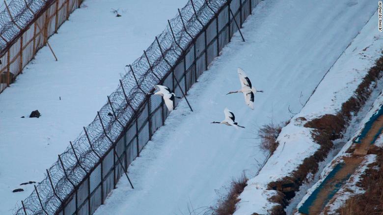 Birdlife has flourished in the Korean DMZ.