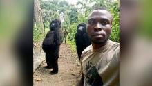 "You might have recently seen caretakers Mathieu and Patrick's amazing selfie with female orphaned gorillas Ndakazi and Ndeze inside the Senkwekwe center at Virunga National Park. We've received dozens of messages about the photo. YES, it's real! Those gorilla gals are always acting cheeky so this was the perfect shot of their true personalities! Also, it's no surprise to see these girls on their two feet either—most primates are comfortable walking upright (bipedalism) for short bursts of time.
Guys, if you shared our gorilla selfie post, please share our Earth Day posts as well! Conserving Virunga's amazing wildlife is a constant challenge for the Park and our work wouldn't be possible without your support."