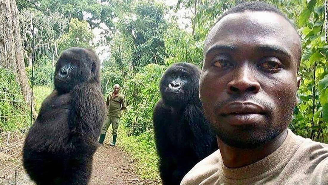 Baby gorilla shows off his bouffant hair-do in Virunga National