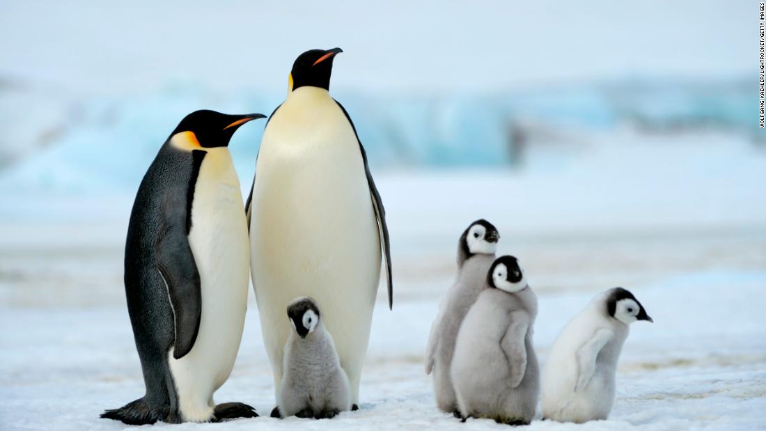 The World S Second Largest Emperor Penguin Colony Has Nearly Disappeared Cnn