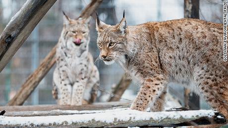 The majestic lynx is the national symbol of North Macedonia