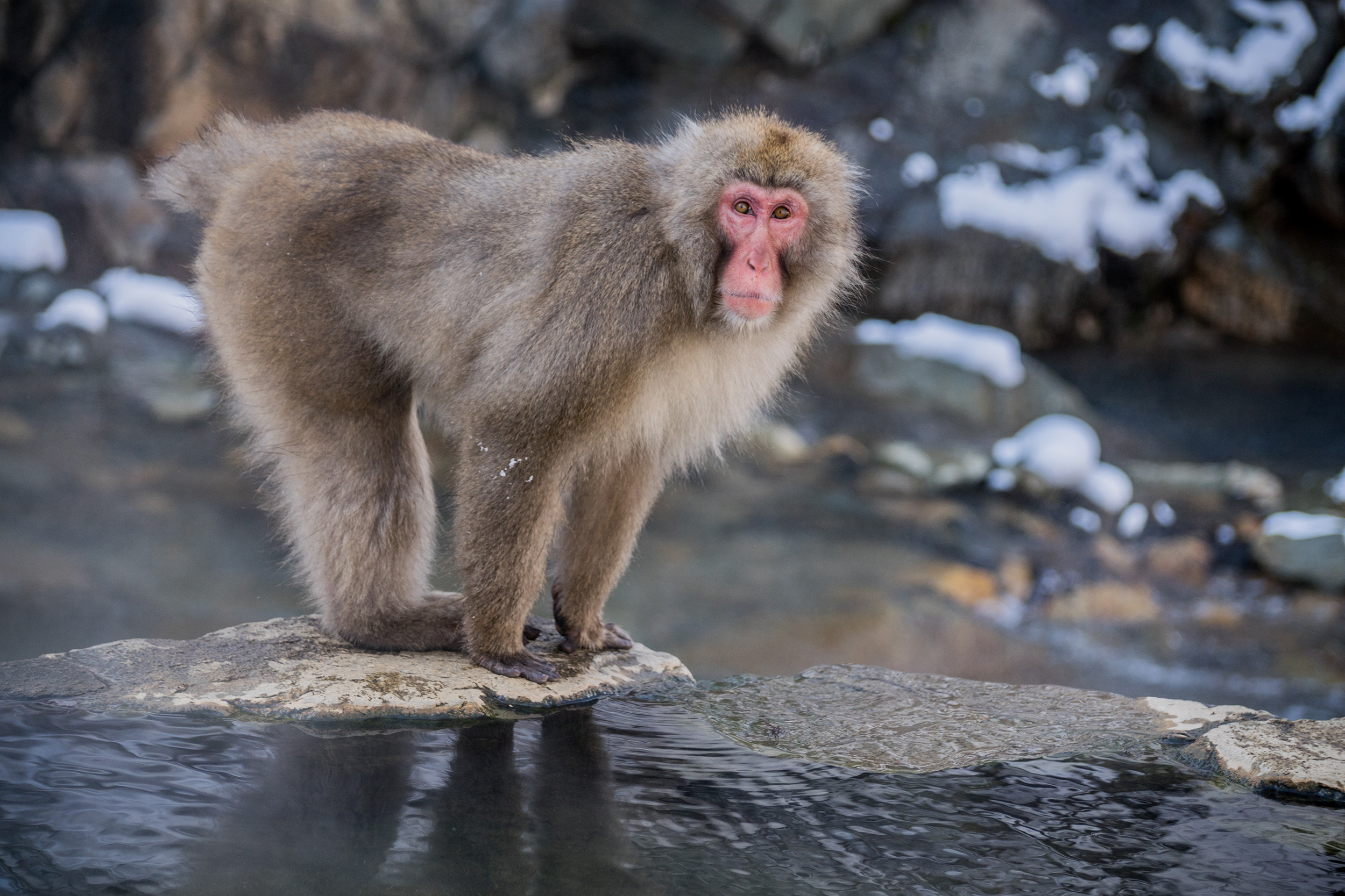 See Japan's snow monkeys relax in their own hot springs | CNN Travel