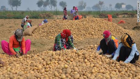 PepsiCo says the farmers were &quot;illegally&quot; growing its registered variety of potatoes.