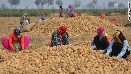 TOPSHOT - Indian agriculture workers sort through piles of potatoes in a field on the outskirts of Mathura in Uttar Pradesh state on February 22, 2018. / AFP PHOTO / -        (Photo credit should read -/AFP/Getty Images)