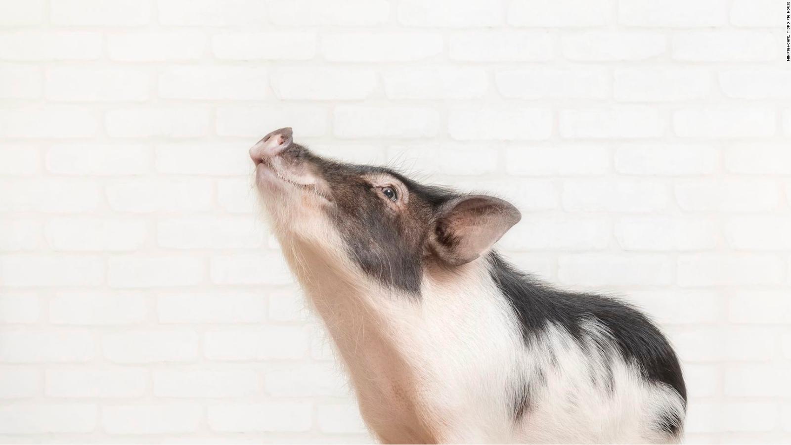 Mipig A Cafe With Adorable Teacup Piglets Opens In Tokyo Cnn Travel