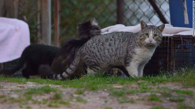 A feral cat in a neighborhood in Washington, DC on April 4, 2014. 