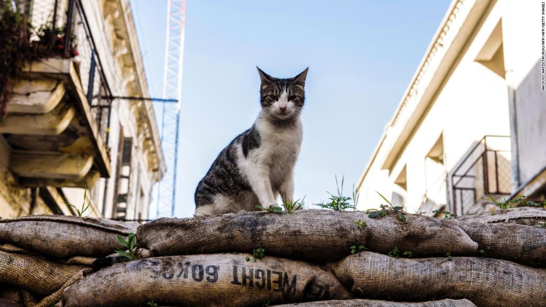 south american feral feline