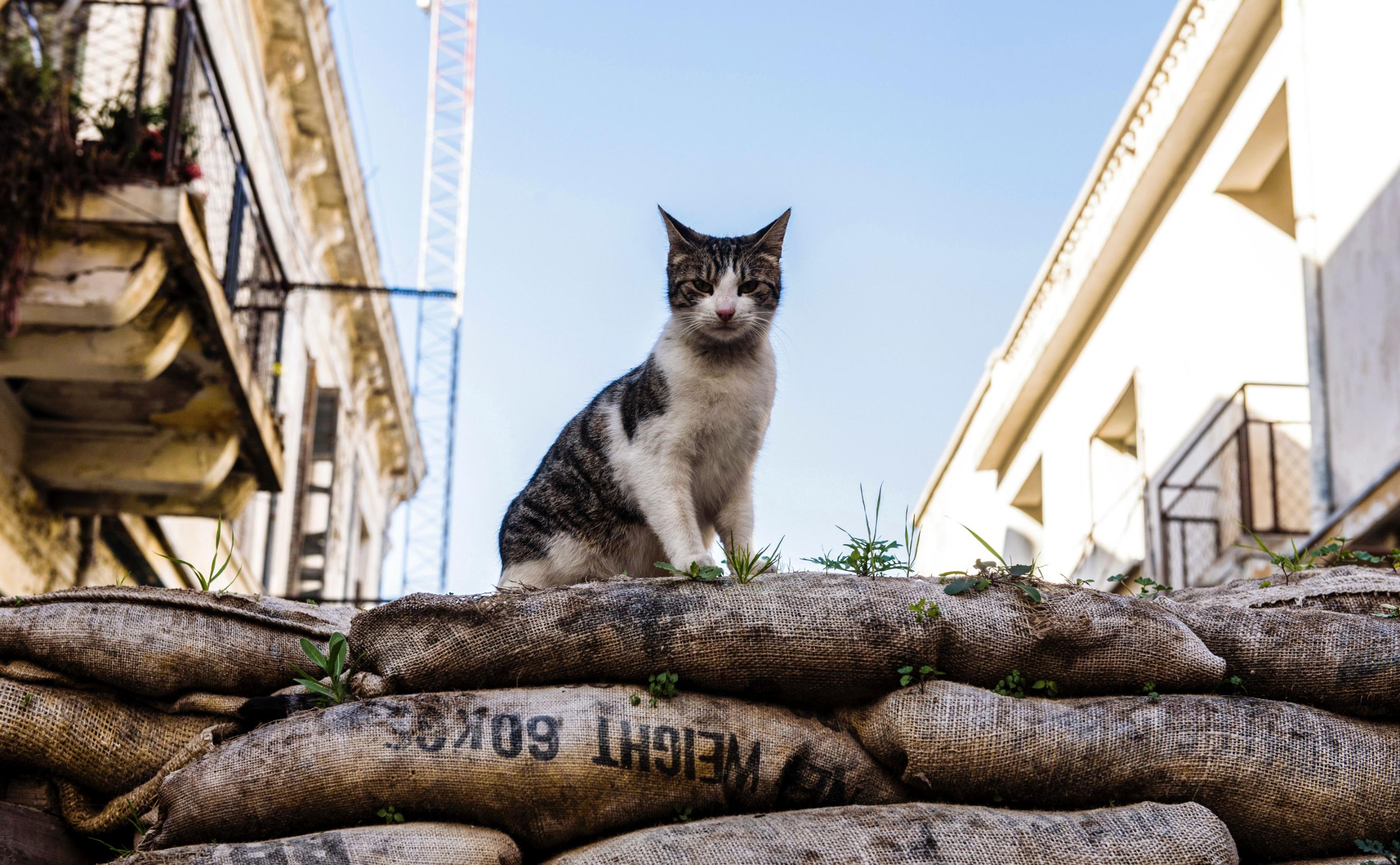 The case cats: Why has declared war on feral felines | CNN