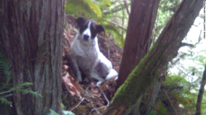 Daisy's barks led rescuers to the body of his owner, who was missing. 