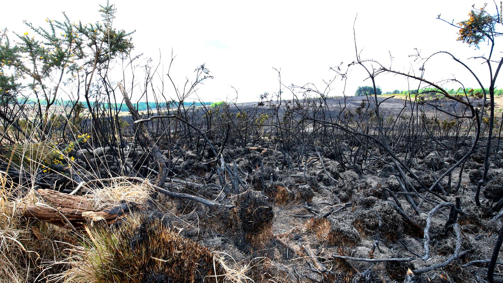 Winnie the Pooh forest hit by fire - CNN