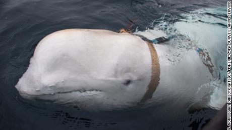 Harness-wearing whale was &#39;trained by Russian military,&#39; researchers say