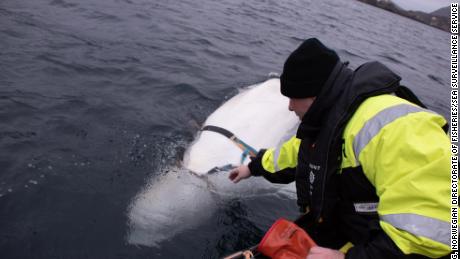 Experts from the Norwegian Directorate of Fisheries released the whale from its harness. 