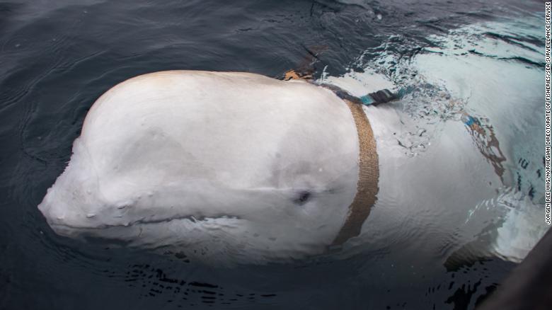 Russians are using whales for intelligence