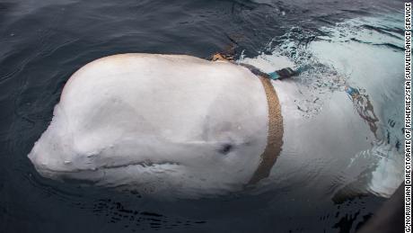 &#39;Russian spy&#39; whale shines spotlight on military-grade animals
