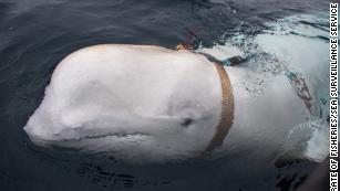 'Russian spy' whale shines spotlight on military-grade animals