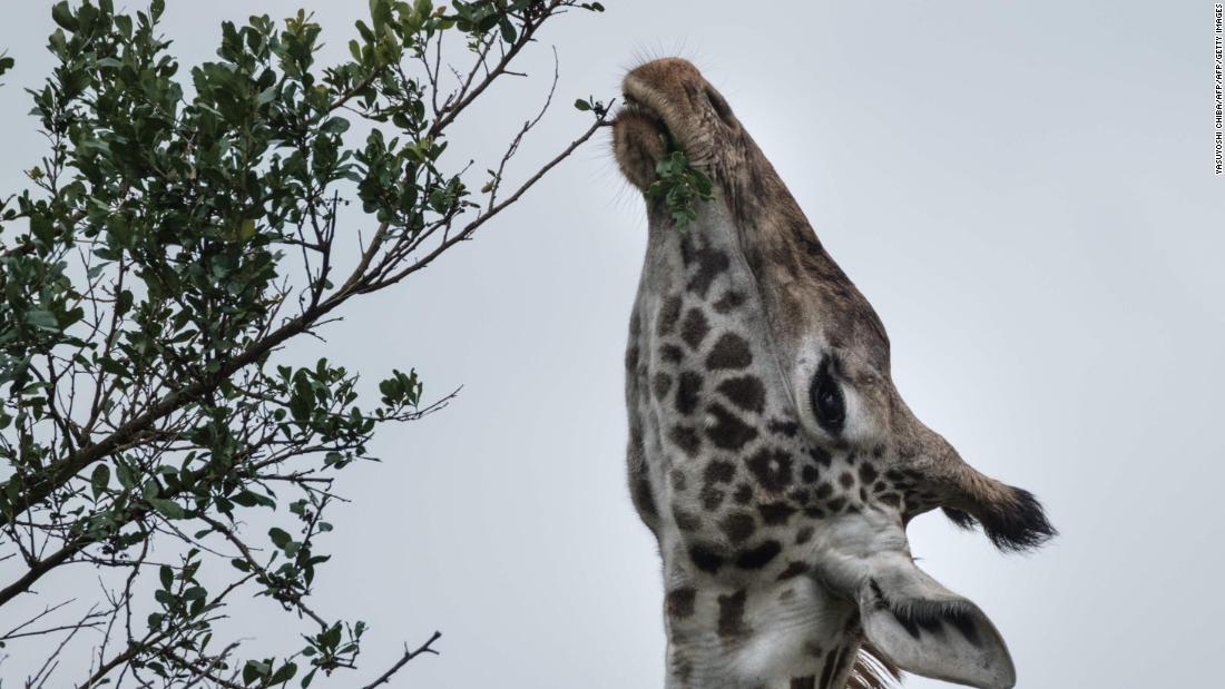 Giraffes' endangered species status considered by the United States