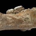 02 Denisovan jawbone Tibetan Plateau