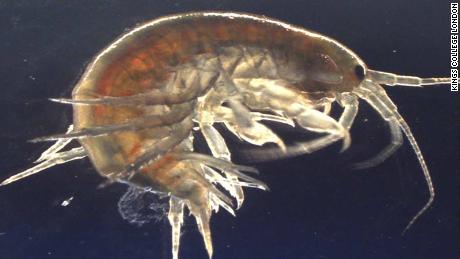 Scientists find cocaine in UK shrimp
