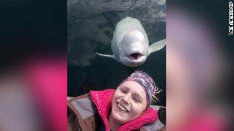 &#39;Spy&#39; beluga having a whale of a time in Norway