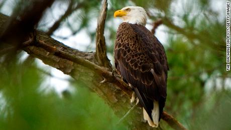 Trump admin moves to weaken endangered species protections