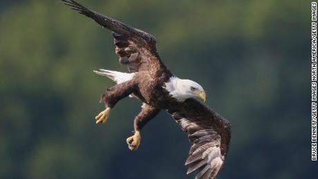 Poisonings have killed an owl and 7 bald eagles. Now, there is an investigation into the deaths