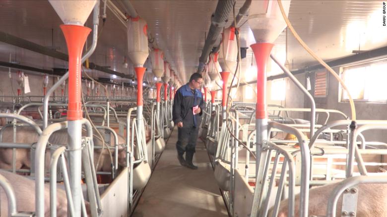 An photo of one of Sun Dawu&#39;s pig farms in March 2018, prior to the epidemic.