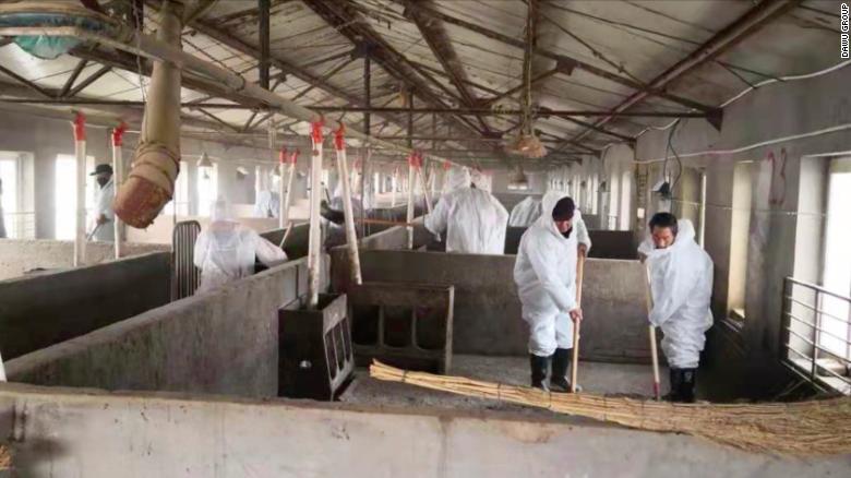 Virus prevention teams working at Sun Dawu&#39;s pig farm after the outbreak, which killed more than 15,000 of his animals by March 2019.