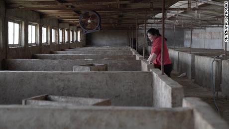 Pig farmer Zhang Haixia cries over an empty pen after losing all her animals to African swine flu in early 2019.