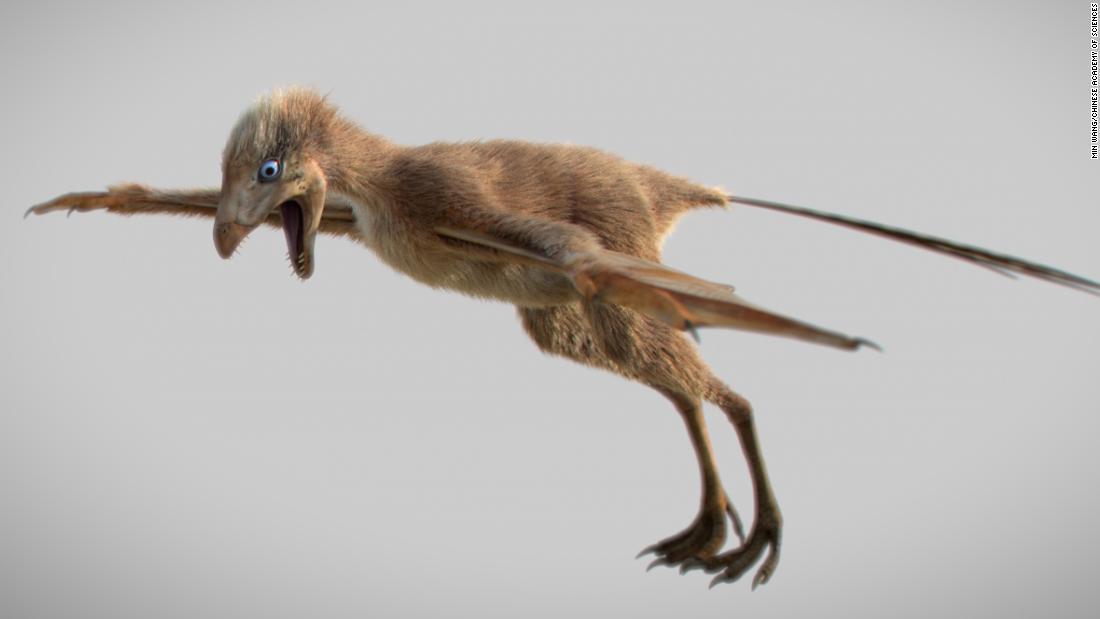 This is an artist&#39;s impression of the Ambopteryx longibrachium, one of only two dinosaurs known to have membranous wings. The dinosaur&#39;s fossilized remains were found in Liaoning, in northeast China, in 2017.