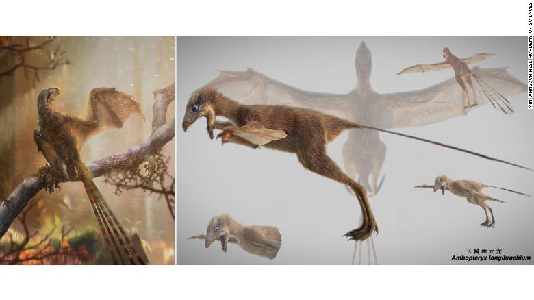 An artist&#39;s impression of the Ambopteryx.