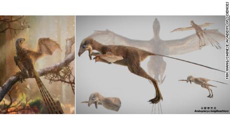 An artist&#39;s impression of the Ambopteryx.