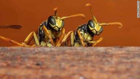 Researchers from the University of Michigan found the wasps could infer unknown relationships from known ones.