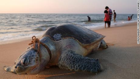 In this photo taken on January 10, 2019 an olive ridley sea turtle lays dead with a rope around its neck on Marari Beach near Mararikulum in southern India's Kerala state. - Getting tangled in nets and ropes used in the fishing industry are a frequent hazard for vulnerable olive ridley sea turtles, which hatch by the millions in their largest nesting grounds each year along the coast of Odisha state in southeast India. (Photo by SOREN ANDERSSON / AFP)        (Photo credit should read SOREN ANDERSSON/AFP/Getty Images)