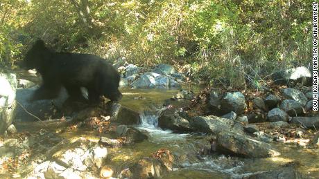 The endangered Asiatic black bear, caught on camera in the demilitarized zone.