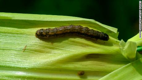 After wreaking havoc in Africa, &#39;impossible to kill&#39; crop-destroying worm reaches Asia
