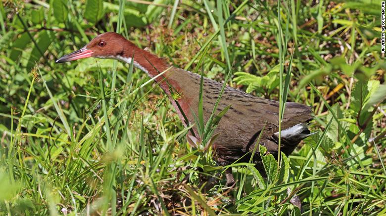 The white-throated rail colonized the Aldabra Atoll in the Indian Ocean -- twice.