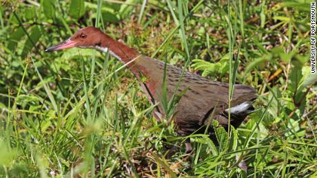 The white-throated rail colonized the Aldabra Atoll in the Indian Ocean -- twice.