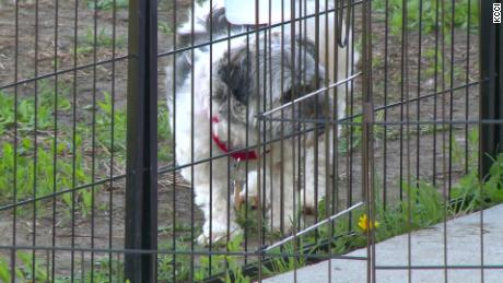 An Iowa animal rescue organization said it has quarantined 32 dogs. 