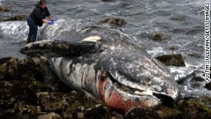 Mysterious surge in dead gray whales concerns scientists
