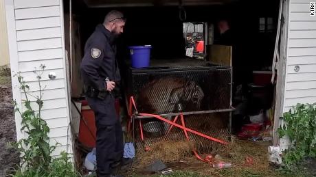 Officers found the tiger in a garage of a vacant house.